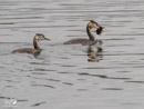 Great Crested Grebe feeding its young - Perkoz dwuczuby, karmienie młodego